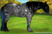 Horse Color:ERROR: UNKNOWN ANOMALY