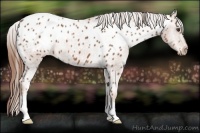 Horse Color:Chestnut Appaloosa 