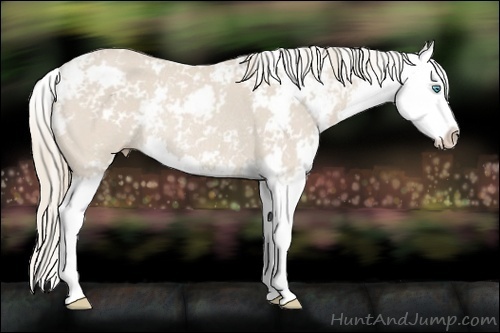 Horse Color:Smoky Creme Sabino Splash Rabicano