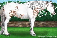Horse Color:Bay Splash Tobiano Appaloosa 