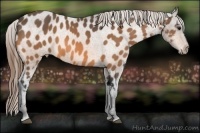 Horse Color:Buckskin Sabino Appaloosa