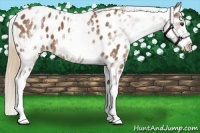 Horse Color:White Spotted Chestnut Sabino Appaloosa