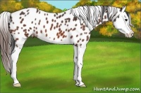 Horse Color:Bay Roan Sabino Splash Appaloosa