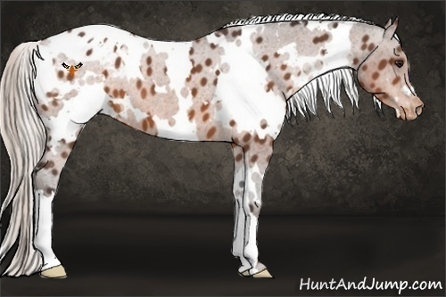 Horse Color:White Spotted Silver Bay Appaloosa 