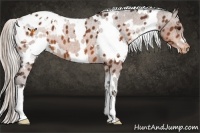 Horse Color:White Spotted Silver Bay Appaloosa