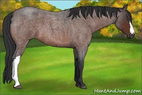 Horse Color:Bay Roan 