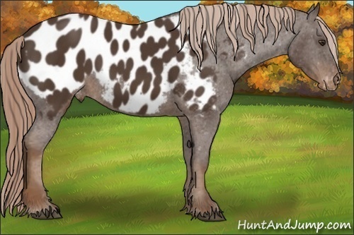 Horse Color:Liver Chestnut Sabino Blanket 
