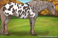 Horse Color:Liver Chestnut Sabino Blanket 