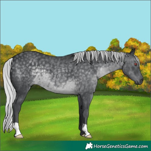 Horse Color:Silver Black Chinchilla