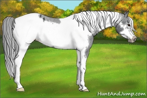 Horse Color:Black Chinchilla Tobiano Frame Appaloosa