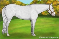 Horse Color:Silver Classic Champagne Chinchilla Roan Dun 