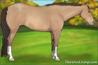 Horse Color:Amber Champagne Roan
