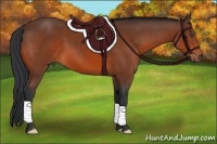 Horse Color:Bay Frame