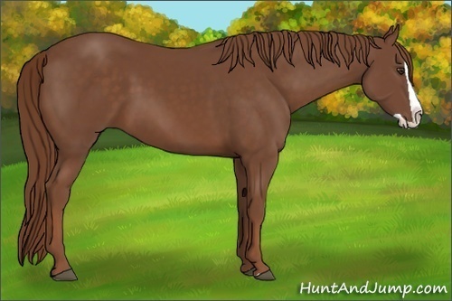 Horse Color:Chestnut Splash 