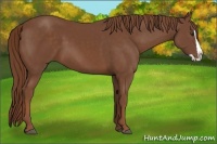 Horse Color:Chestnut Splash 