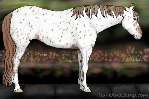 Horse Color:Chestnut Ice Appaloosa 