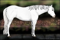 Horse Color:Silver Buckskin Onyx Appaloosa 