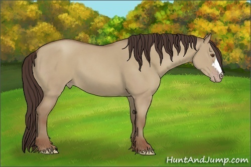 Horse Color:Classic Champagne Dun 