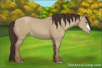 Horse Color:Classic Champagne Dun 