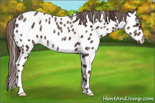 Horse Color:Liver Chestnut Ice Appaloosa Rabicano 
