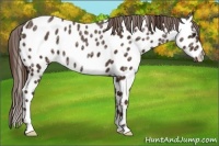 Horse Color:Liver Chestnut Ice Near Leopard Rabicano 