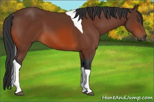 Horse Color:Bay Tobiano 