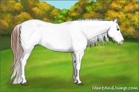 Horse Color:Grullo Roan Appaloosa 