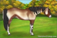 Horse Color:Bay Onyx 