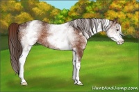 Horse Color:White Spotted Liver Chestnut 