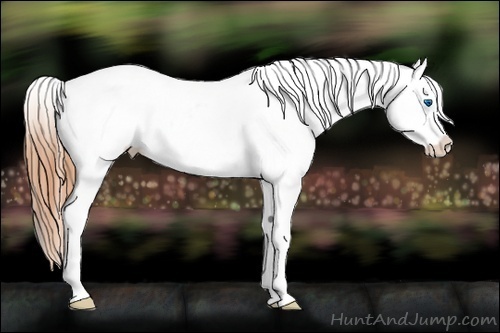 Horse Color:White Spotted Bay Splash Frame Appaloosa 