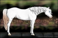 Horse Color:White Spotted Bay Splash Frame Appaloosa