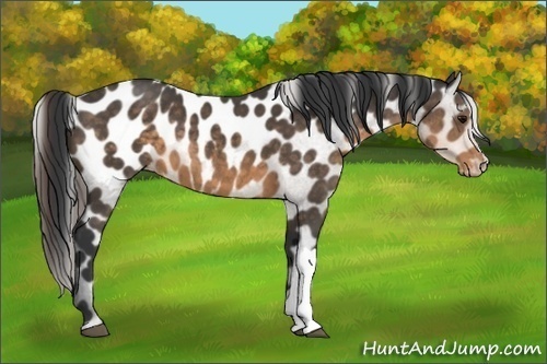 Horse Color:Buckskin Appaloosa 