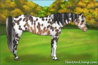 Horse Color:Buckskin Near Leopard 