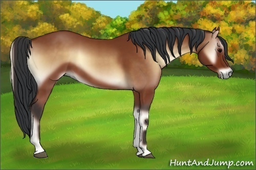 Horse Color:Bay Onyx 