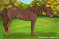 Horse Color:Chestnut Rabicano 