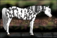 Horse Color:Black Splash Appaloosa 