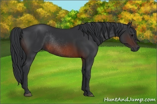 Horse Color:Brown Rabicano 