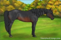 Horse Color:Brown Rabicano