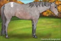 Horse Color:Bay Sabino Appaloosa 