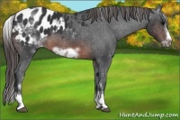 Horse Color:White Spotted Brown Frame Varnish Rabicano