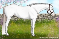 Horse Color:Liver Chestnut Sabino Varnish Rabicano 