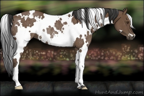 Horse Color:White Spotted Buckskin Rabicano 