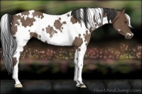 Horse Color:White Spotted Buckskin Rabicano