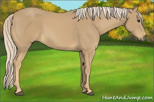 Horse Color:Palomino 
