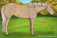 Horse Color:Palomino