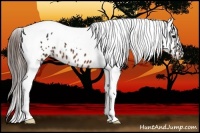 Horse Color:Brown Tobiano Appaloosa