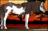 Horse Color:Liver Chestnut Splash Frame Rabicano 