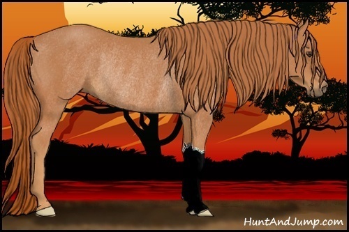 Horse Color:Chestnut Rabicano 