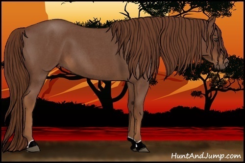Horse Color:Red Roan 