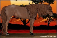 Horse Color:Red Roan